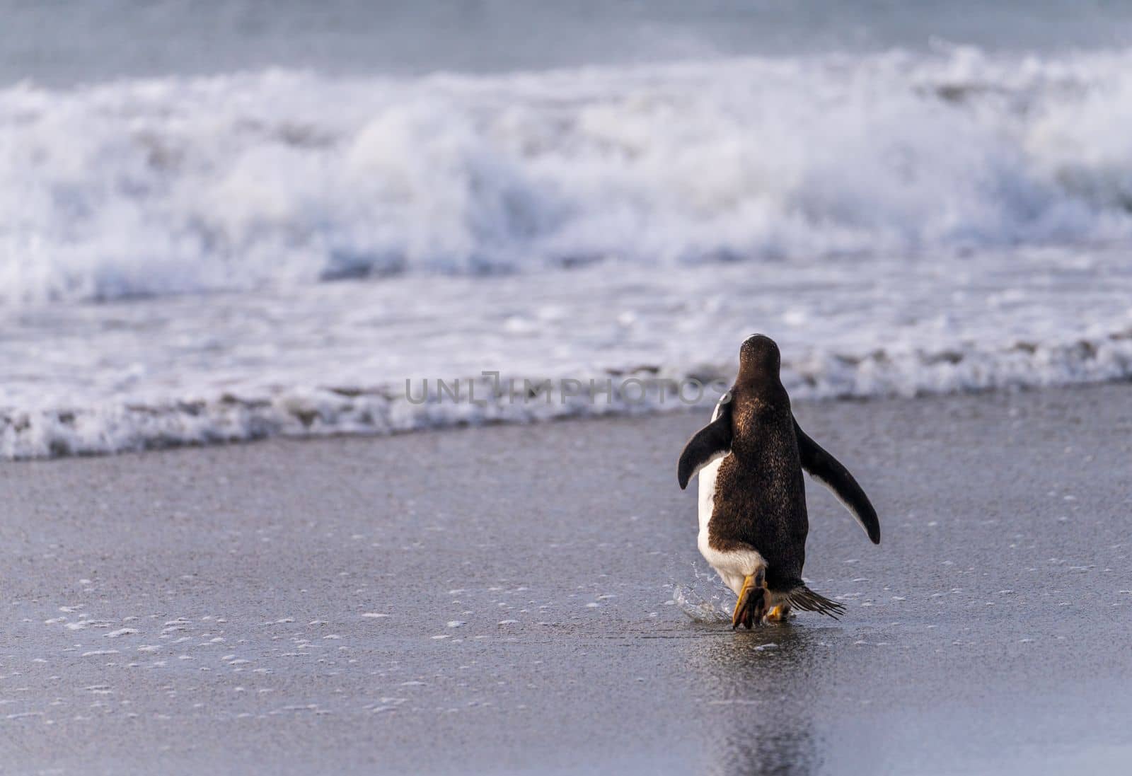 Gentoo penguin walking on beach to sea at Bluff Cove Falkland Islands with wings outstretched