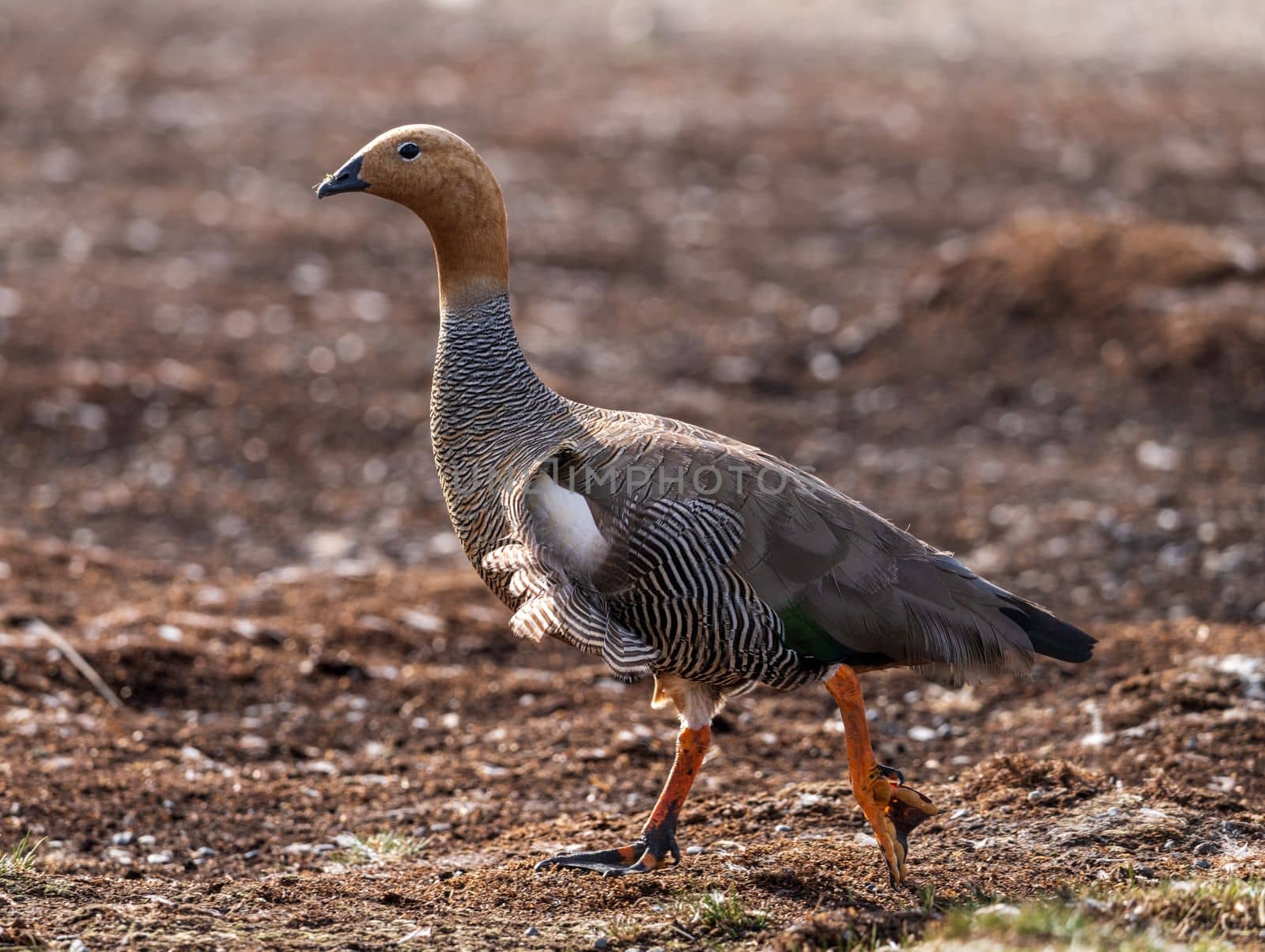 Single ruddy headed goose walking into wind on Falkland Islands