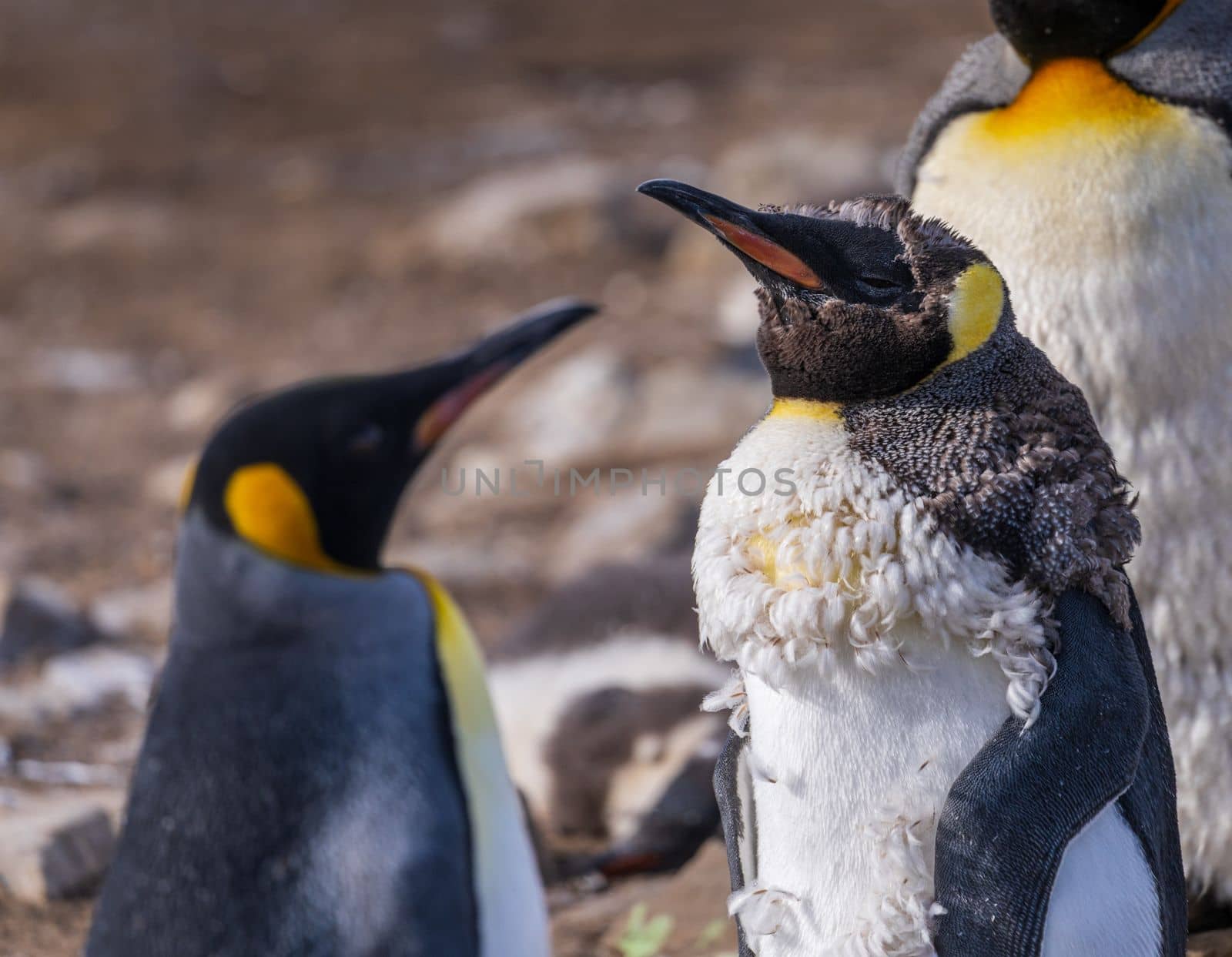 King Penguin juvenile losing its baby or initial feathers and fur among others at Bluff Cove on Falkland Islands