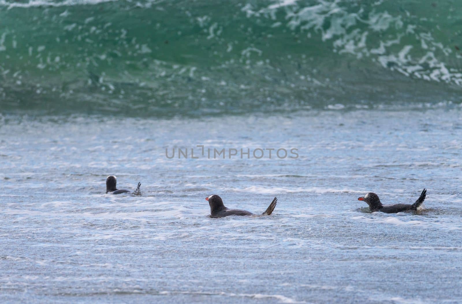Group of Gentoo penguins swimming in sea at Bluff Cove Falkland Islands