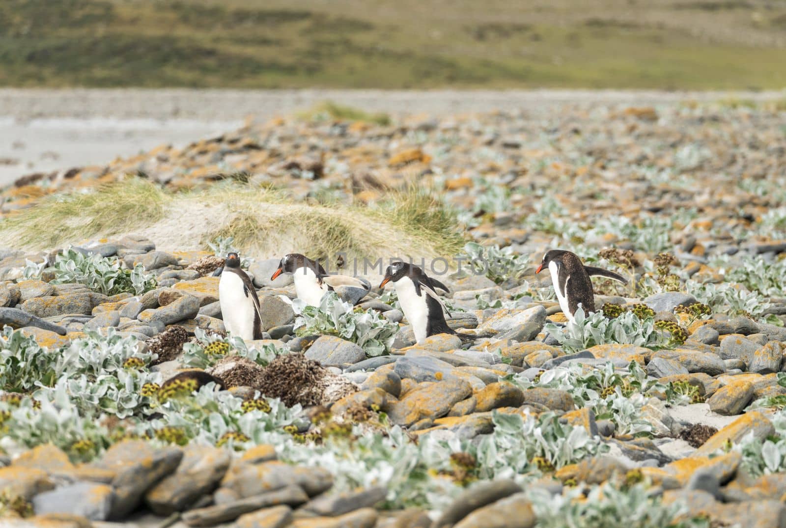Group of Gentoo penguins hopping over rocks to sea at Bluff Cove Falkland Islands