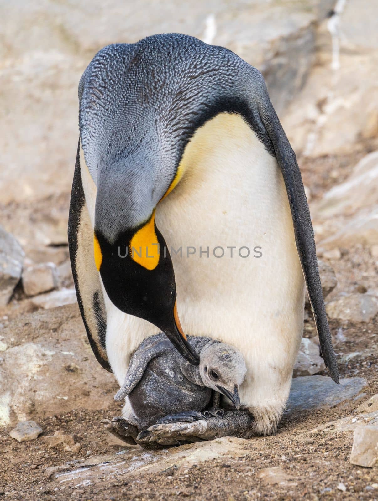 King Penguin caring for its chick on its feet or flippers at Bluff Cove on Falkland Islands