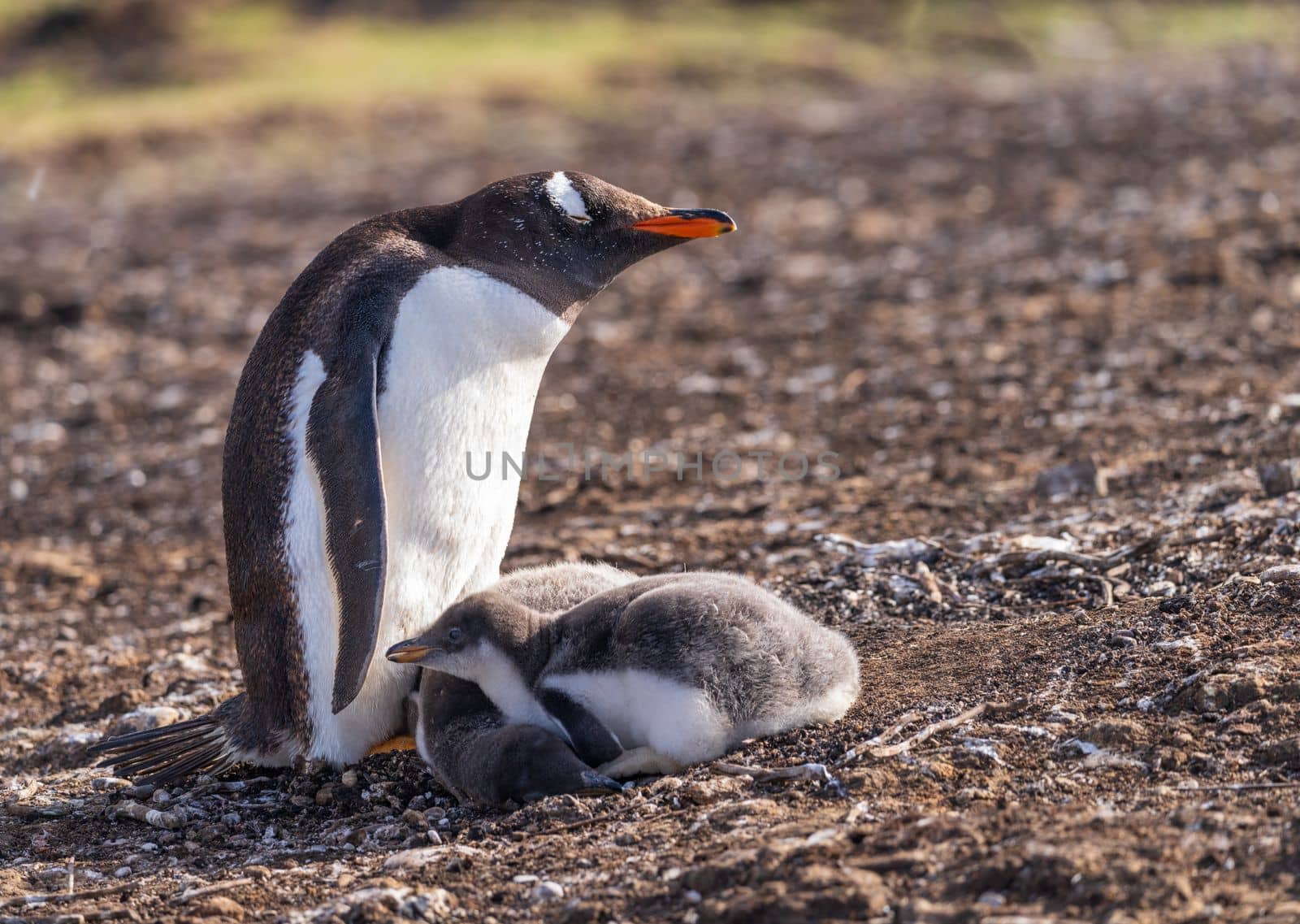 Gentoo penguin caring for its chicks by its feet or flippers at Bluff Cove on Falkland Islands