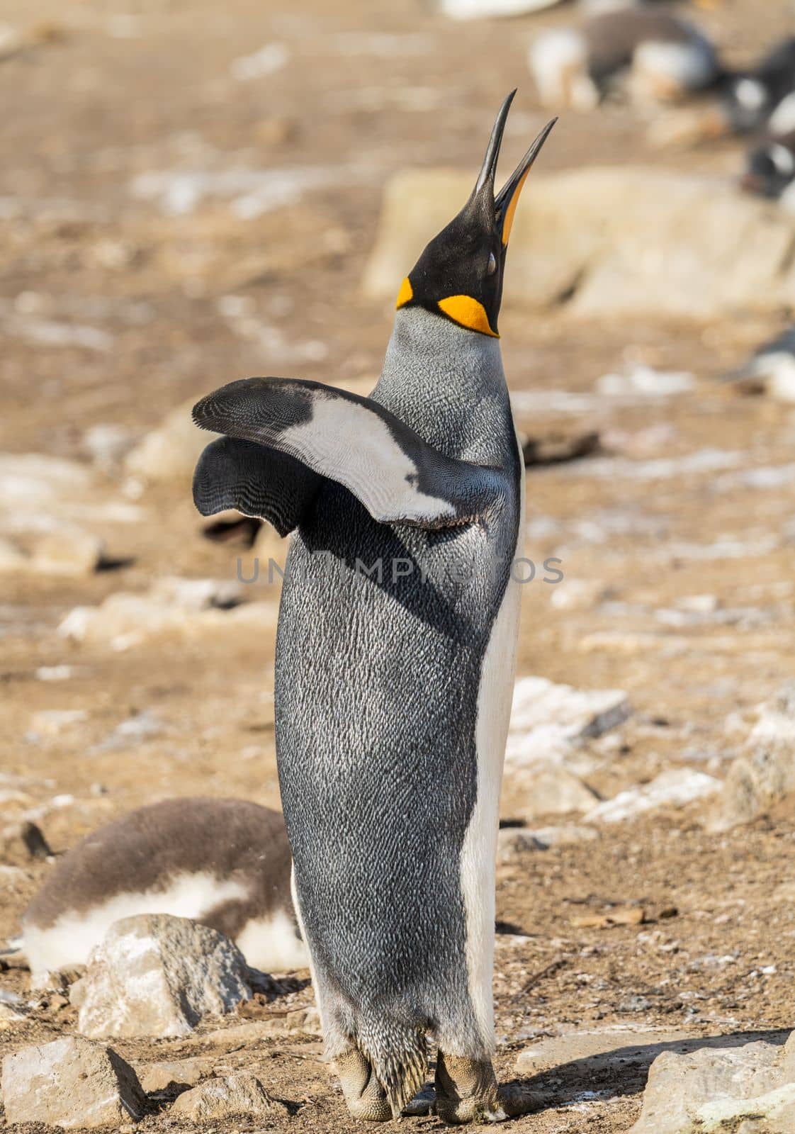 King Penguin standing erect on the beach at Bluff Cove on Falkland Islands and making call