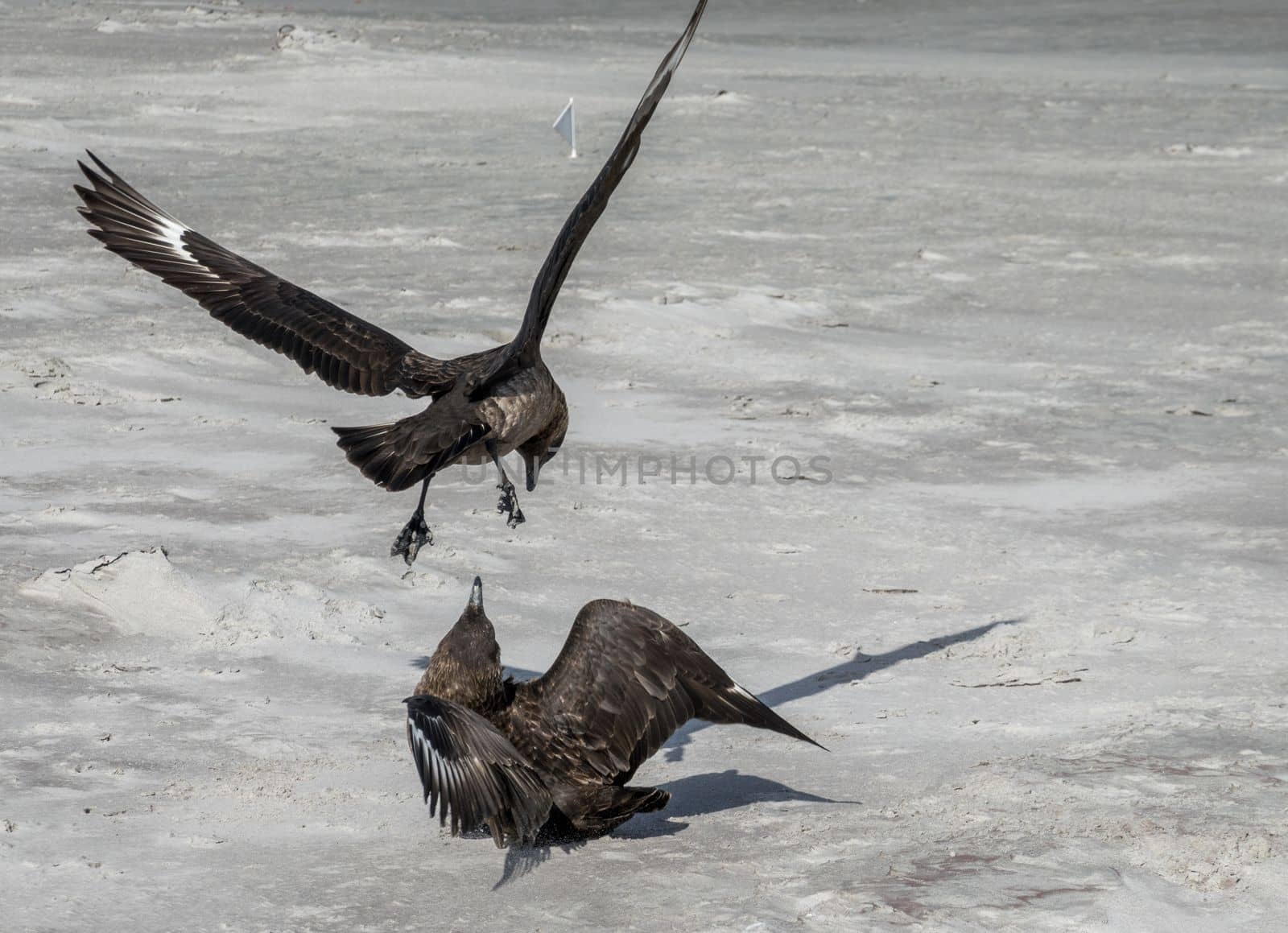 Skua seabirdsin aggressive fight at Bluff Cove on Falkland Islands