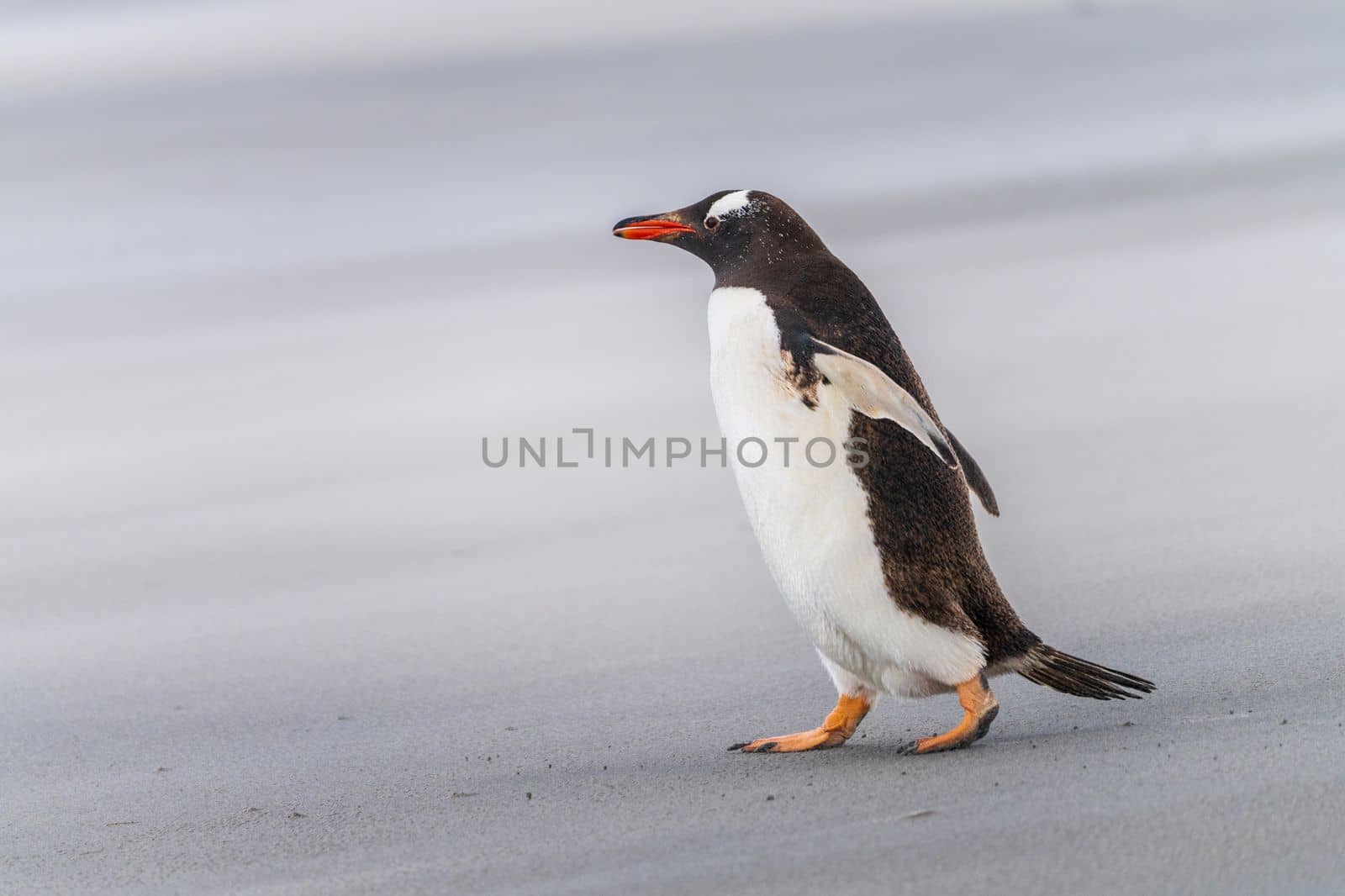 Gentoo penguin walking on beach to sea at Bluff Cove Falkland Islands with wings outstretched