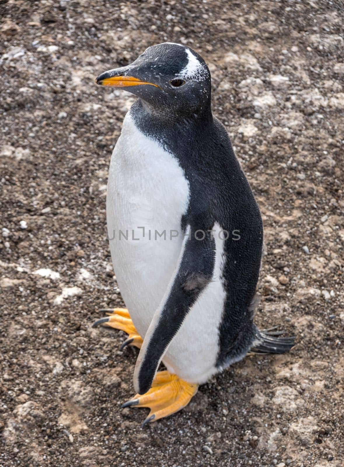 Gentoo penguin standing at Bluff Cove Falkland Islands