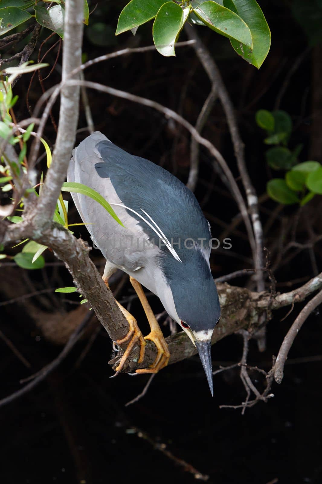 Black-crowned night heron perched on a branch and getting ready to dive. Found in Everglades by Granchinho