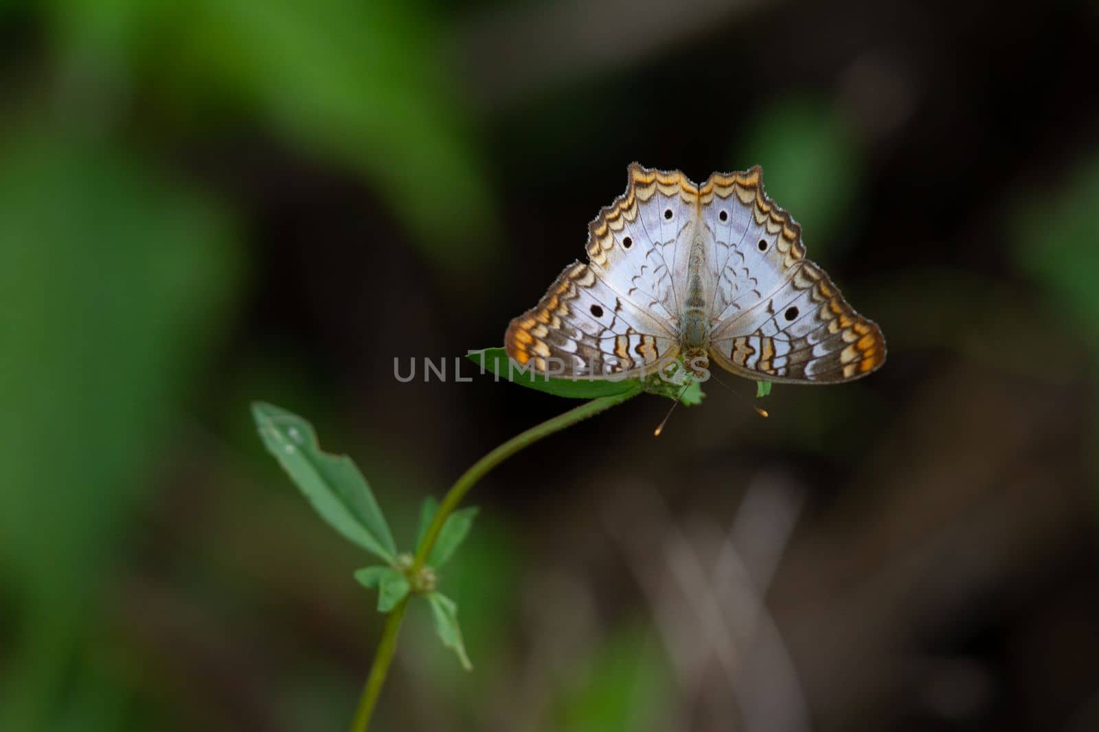 White Peacock Anartia-jatrophae butterfly that landed on a small plant, near Everglades, Florida, USA