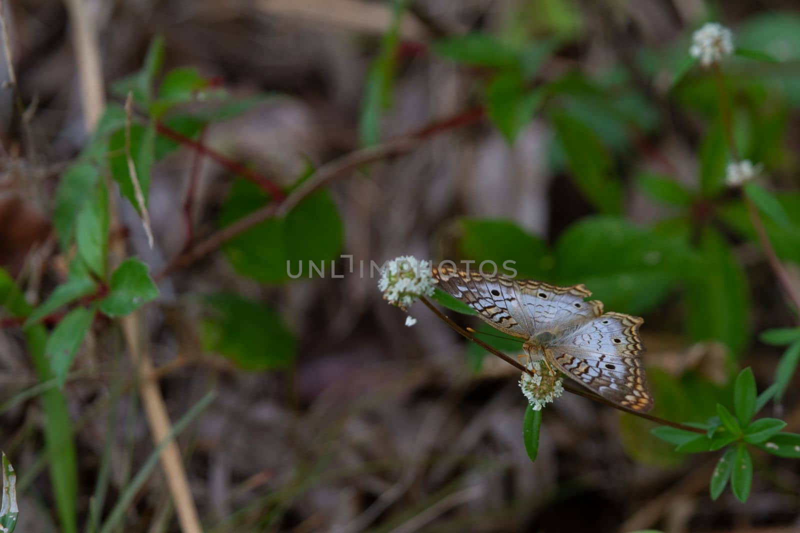 White Peacock Anartia-jatrophae butterfly that landed on a small plant, near Everglades by Granchinho