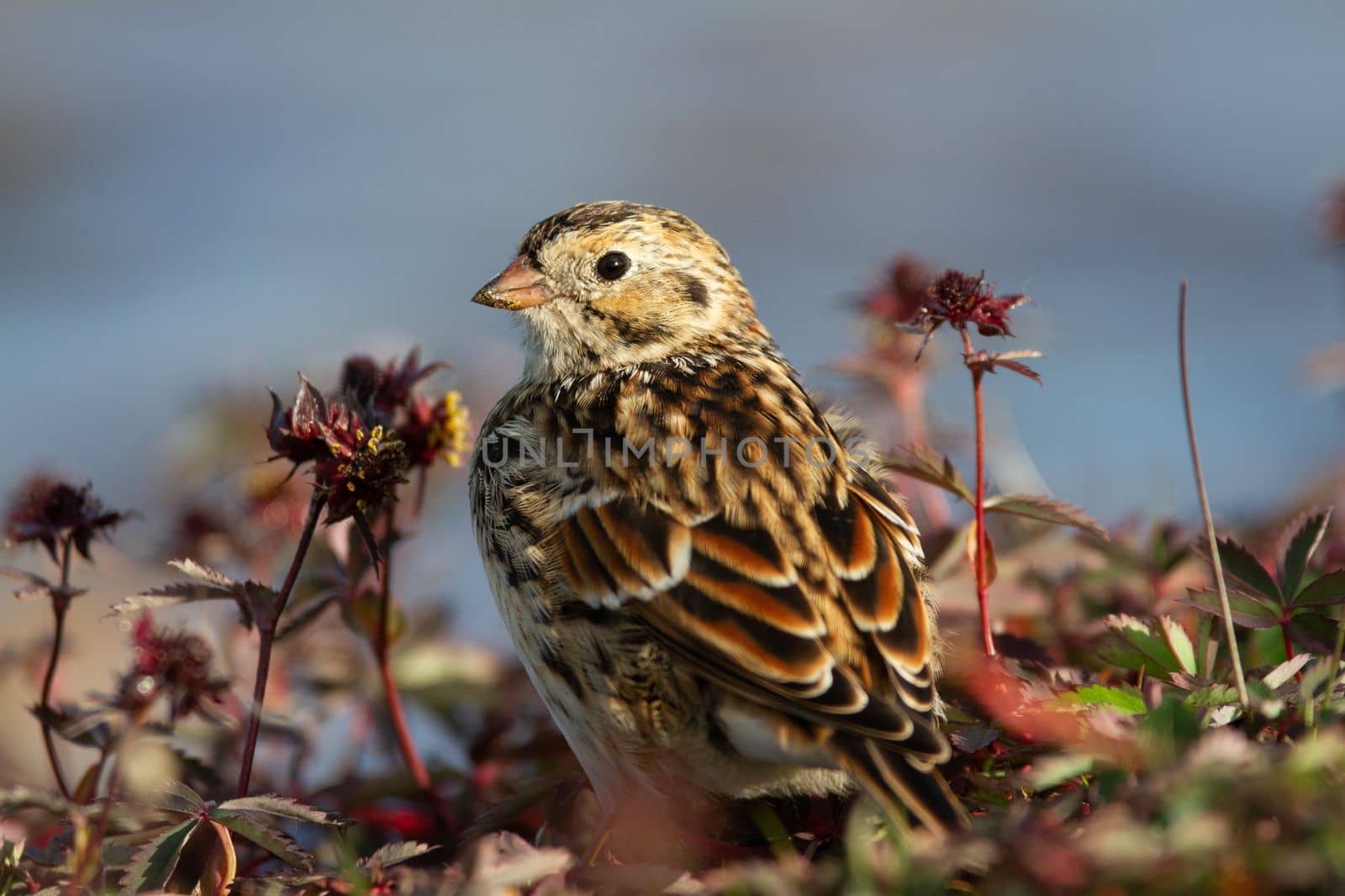 Close-up of a Lapland Longspur, Calcarius Lapponicus, on the arctic tundra with plants in the background, Arviat, Nunavut