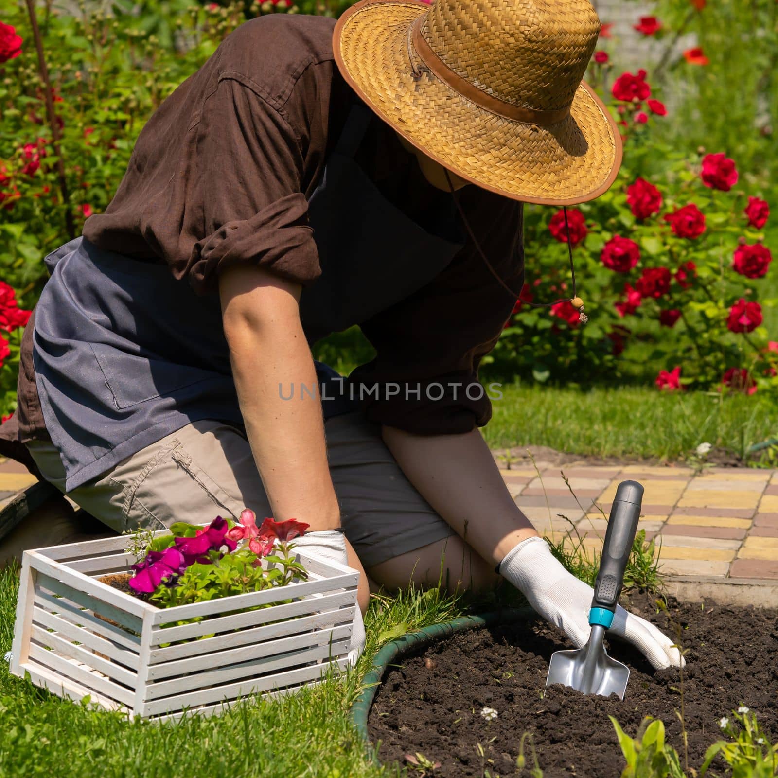 A young man in a straw hat and hands in gloves is engaged in gardening work, planting flower seedlings. A professional gardener cultivates plants, farms petunia seedlings near the rose bushes.