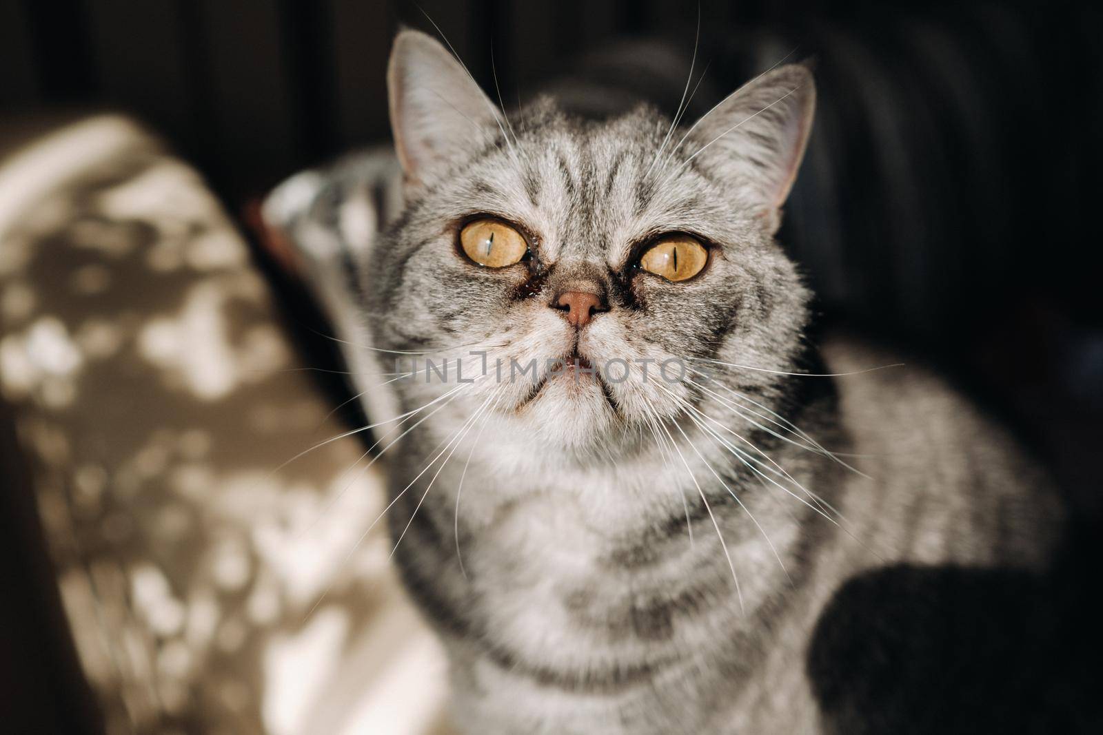 fluffy grey house cat sitting on the couch.