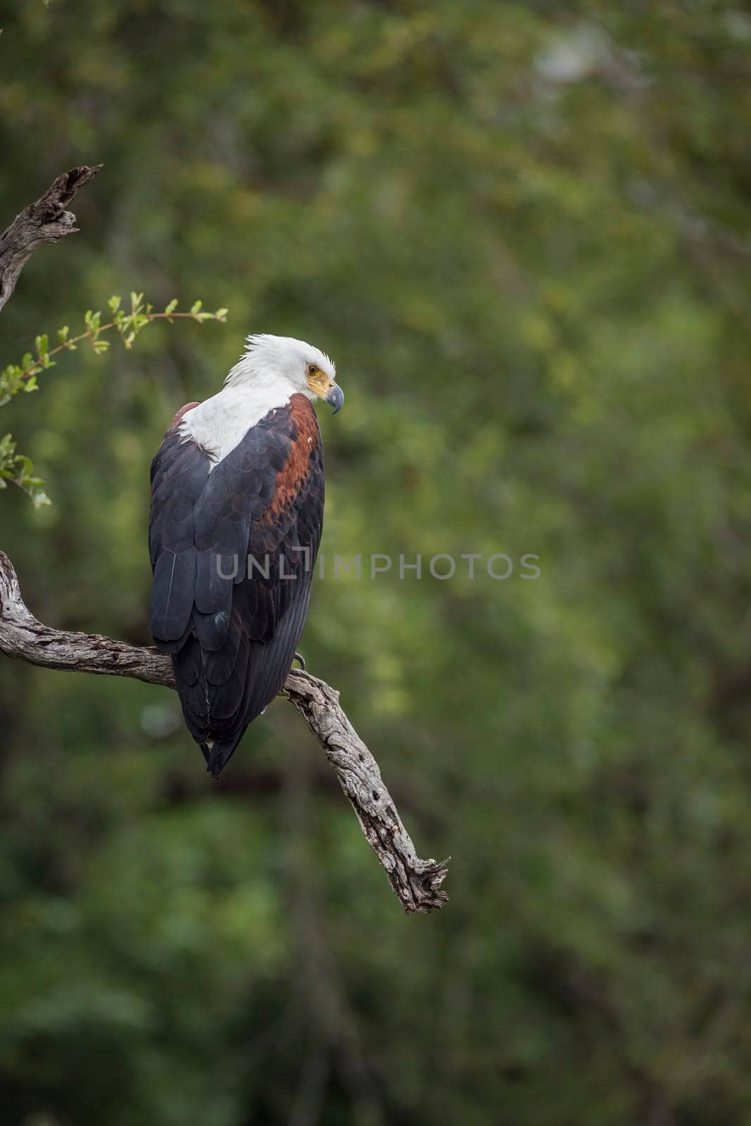 African fish eagle standing in a branch with natural background in Kruger National park, South Africa ; Specie Haliaeetus vocifer family of Accipitridae