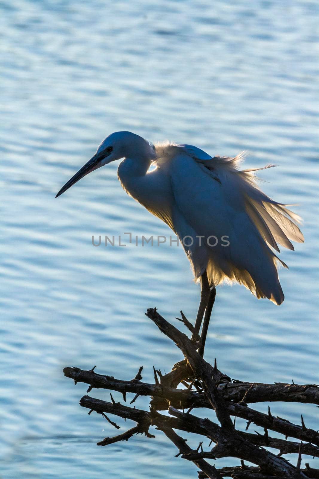 Little egret isolated in blue background in Kruger National park, South Africa ; Specie Egretta garzetta family of Ardeidae 