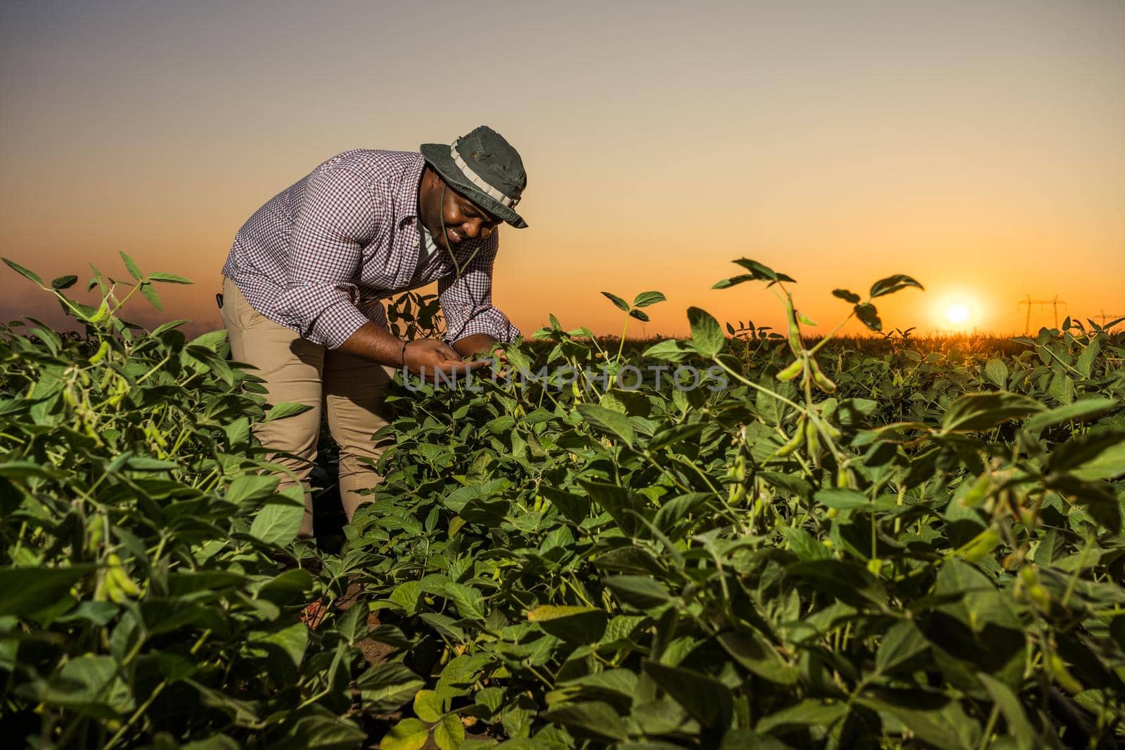 Farmer is standing in his growing soybean field. He is examining progress of plants.