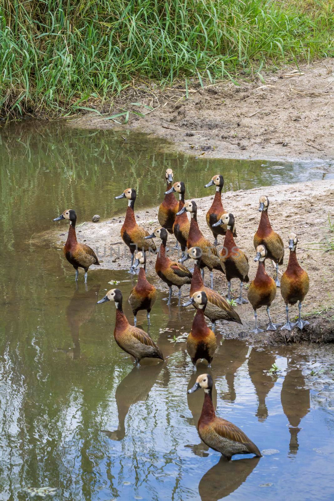 Small group of White faced Whistling-Duck on riverside in Kruger National park, South Africa ; Specie Dendrocygna viduata family of Anatidae