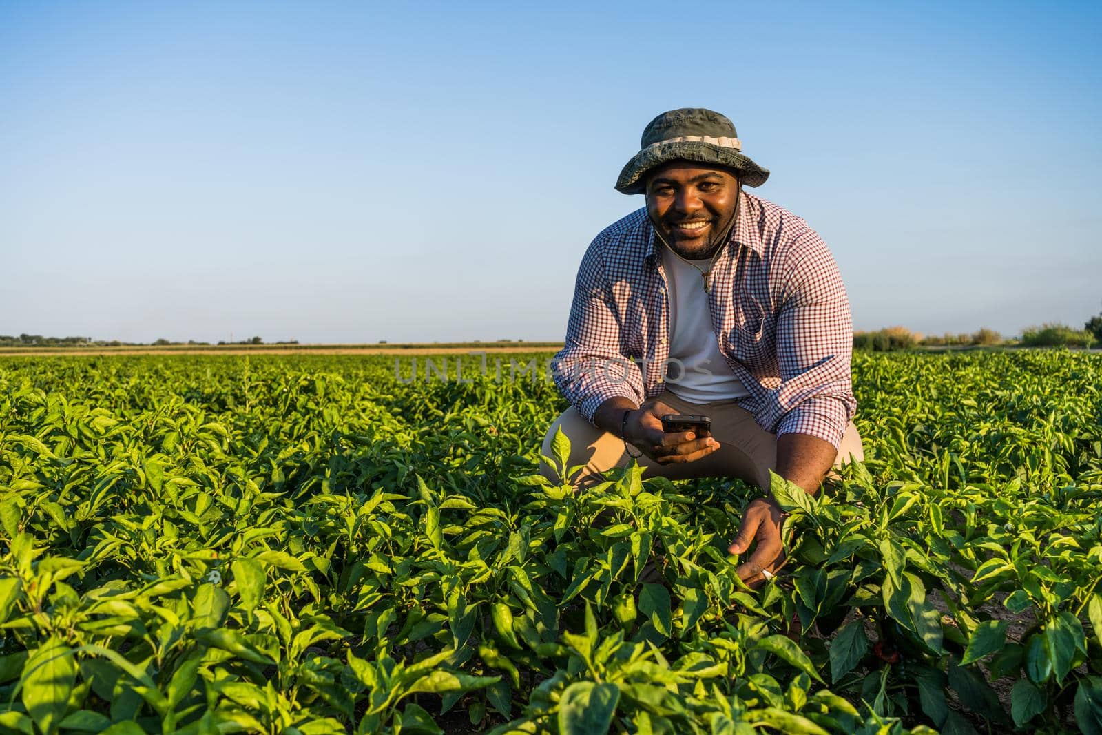 Farmer is standing in his growing chili pepper field. He is examining progress of plants.