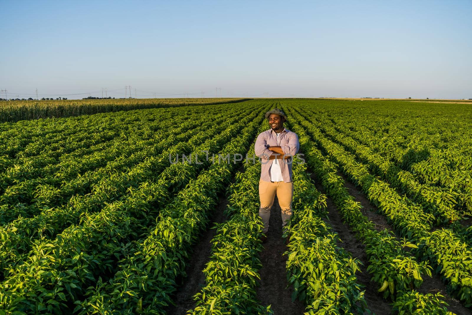 Farmer is standing in his growing chili pepper field. He is satisfied because of good progress of plants.