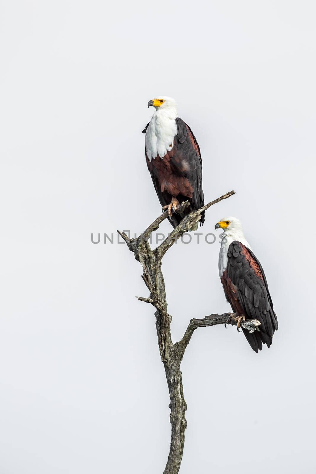 African fish eagle couple isolated in white background in Kruger National park, South Africa ; Specie Haliaeetus vocifer family of Accipitridae