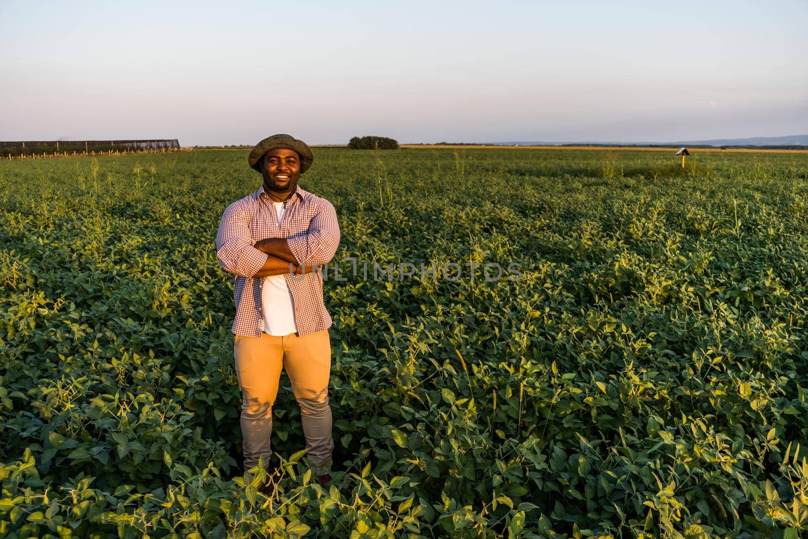 Farmer is standing in his growing soybean field. He is satisfied because of good progress of plants.