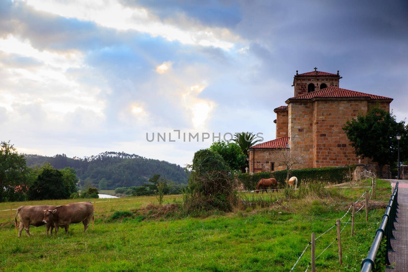 Cow grazing in the countryside. Church of Nuestra Senora de Septiembre in the background Arce. Spain