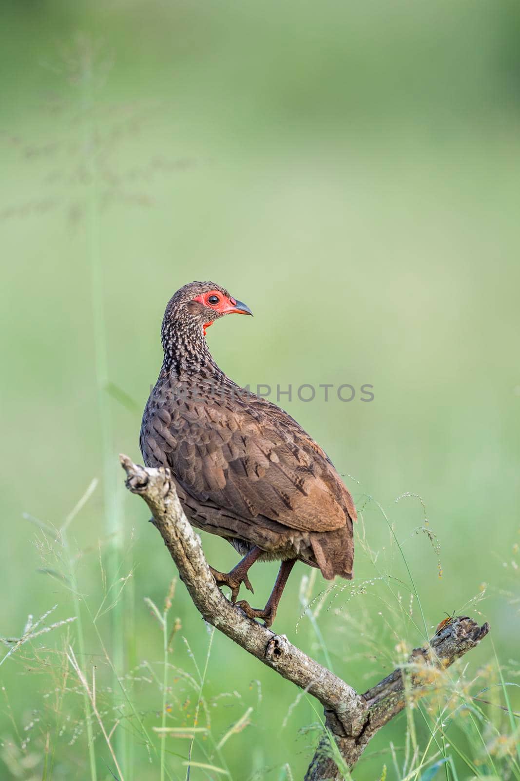 Swainson's Spurfowl perched in branch in Kruger National park, South Africa ; Specie Pternistis swainsonii family of Phasianidae