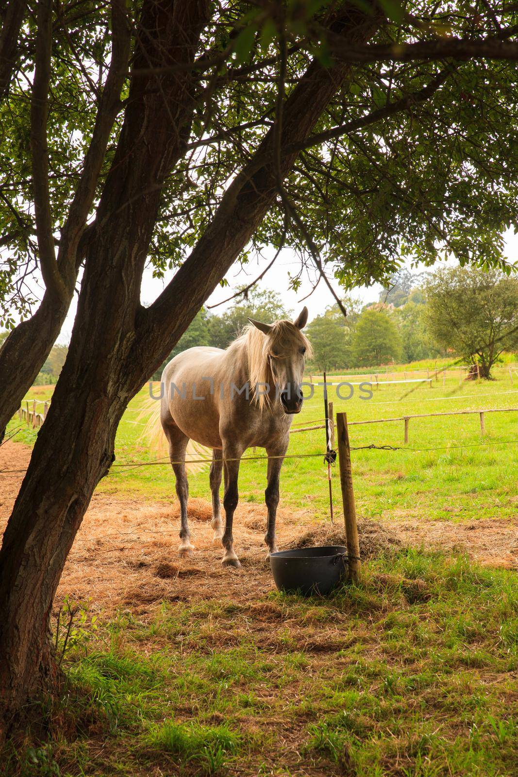 View of horses in the farm animals