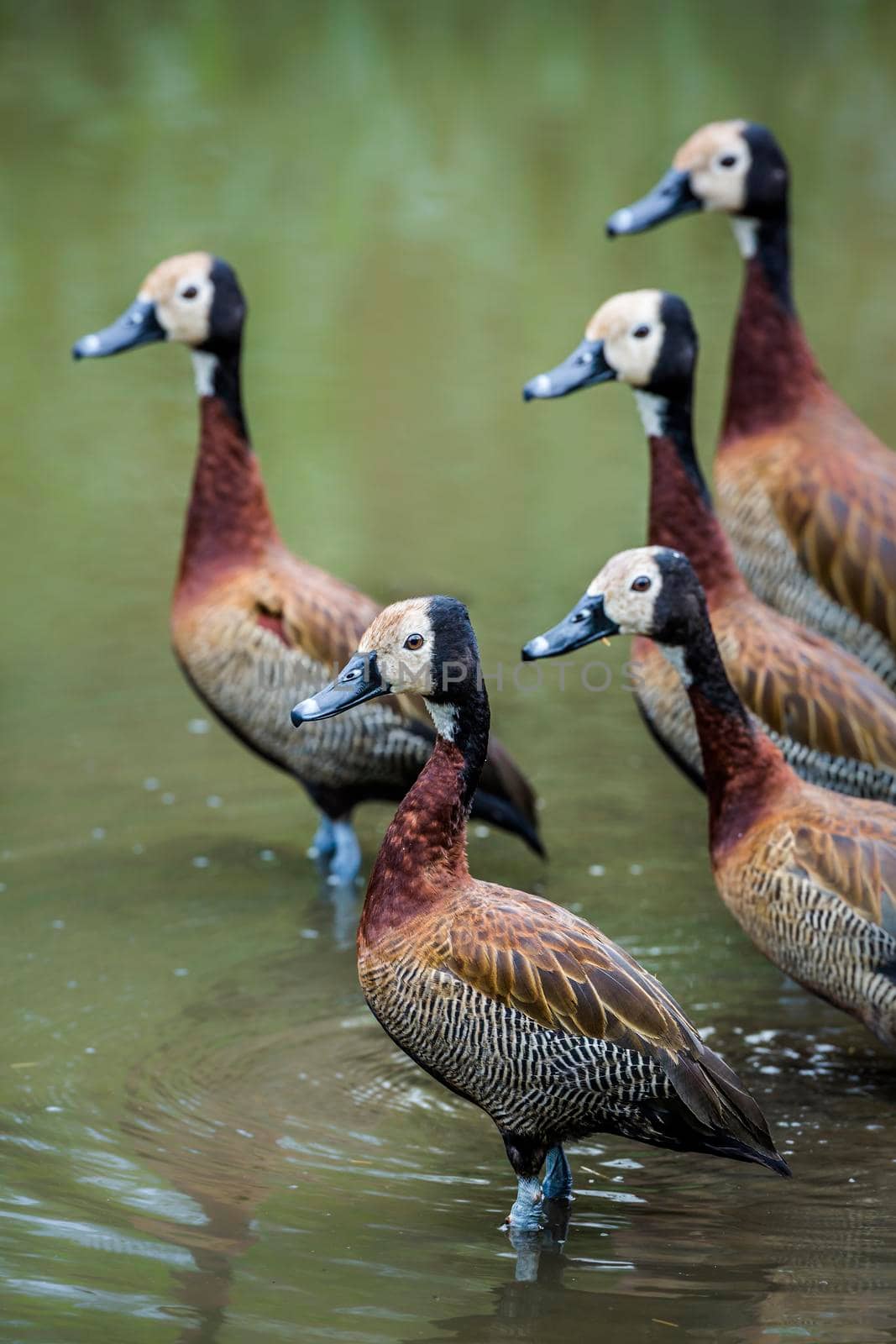 Small group of White faced Whistling-Duck in lakeside in Kruger National park, South Africa ; Specie Dendrocygna viduata family of Anatidae