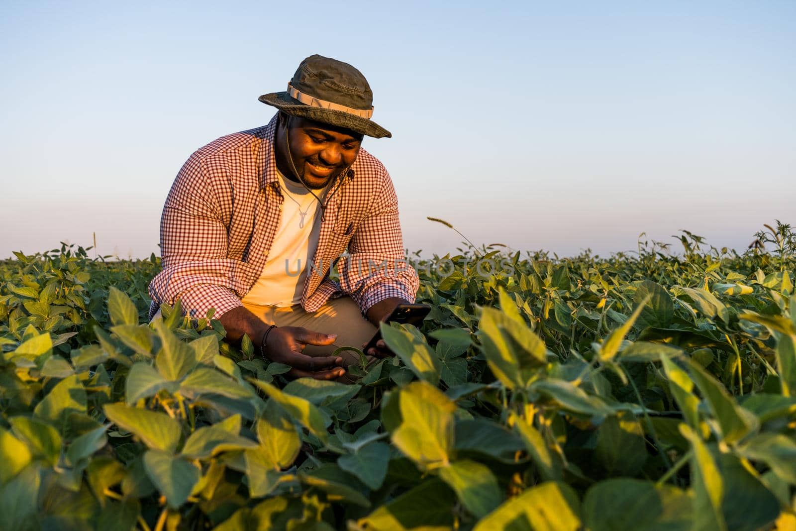 Farmer is standing in his growing soybean field. He is examining progress of plants.