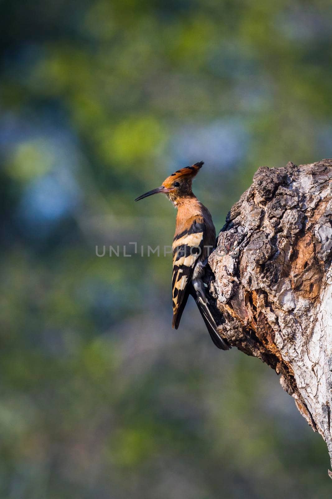 African hoopoe in Kruger National park, South Africa ; Specie Upupa africana family of Upupidae