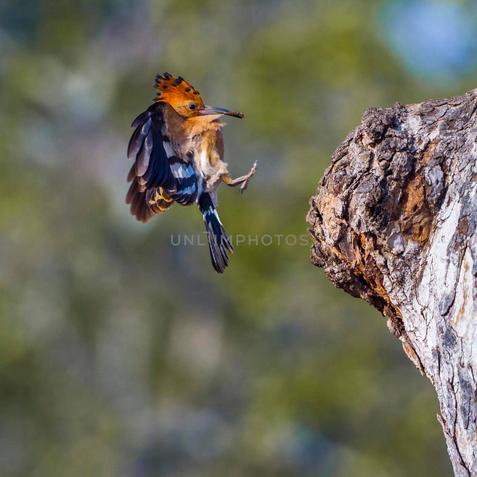 African hoopoe in Kruger National park, South Africa by PACOCOMO