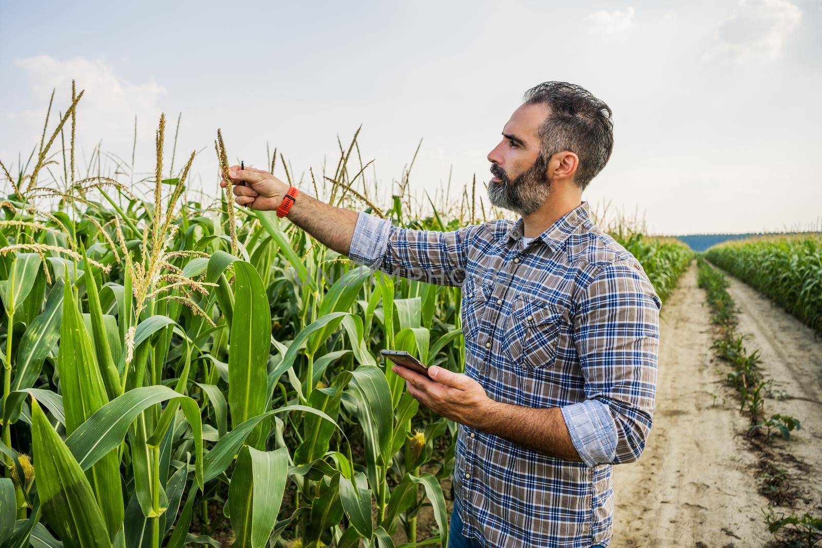 Agronomist is standing in growing corn field. He is examining corn crops after successful sowing.