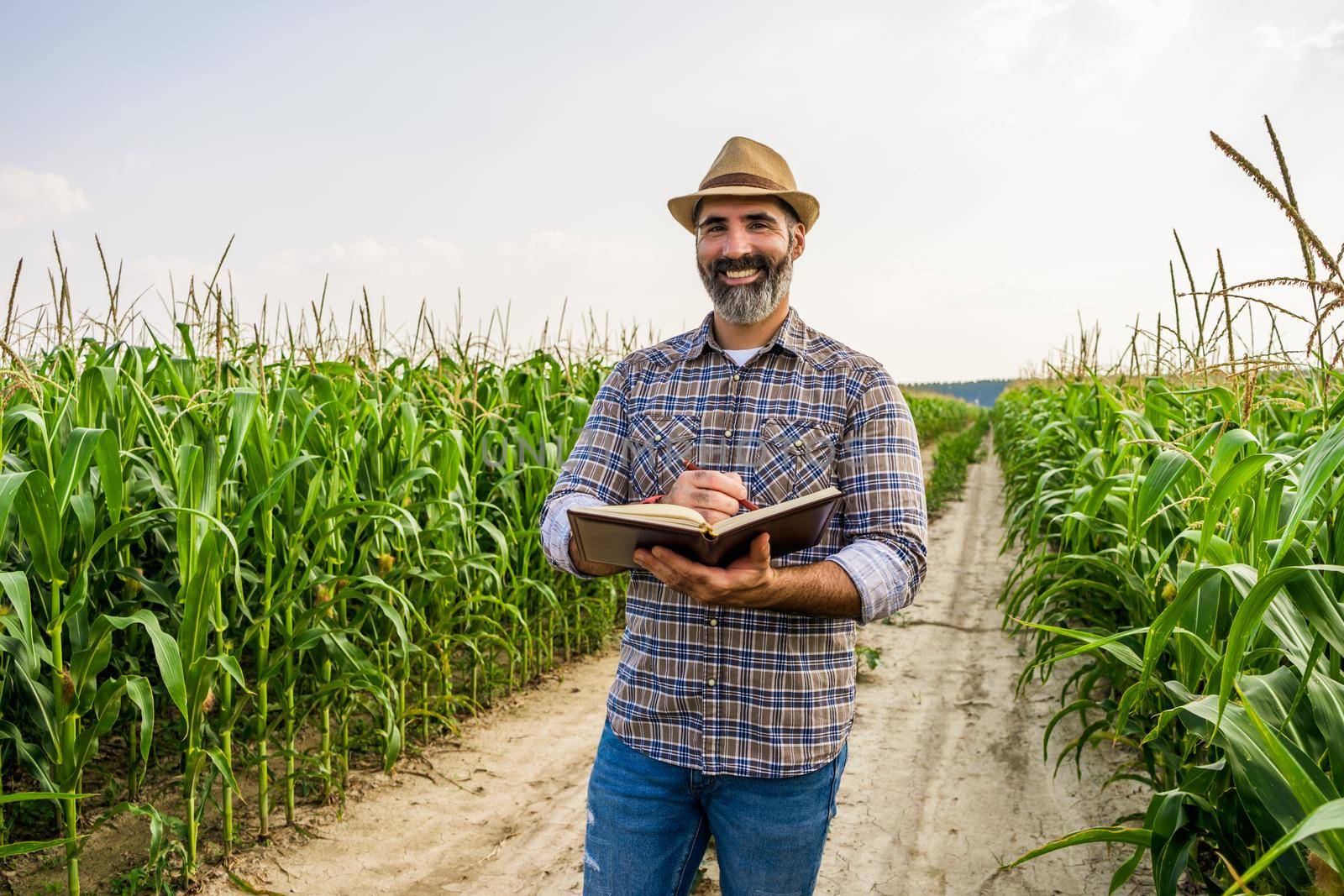 Agronomist is standing in growing corn field. He is examining corn crops after successful sowing.