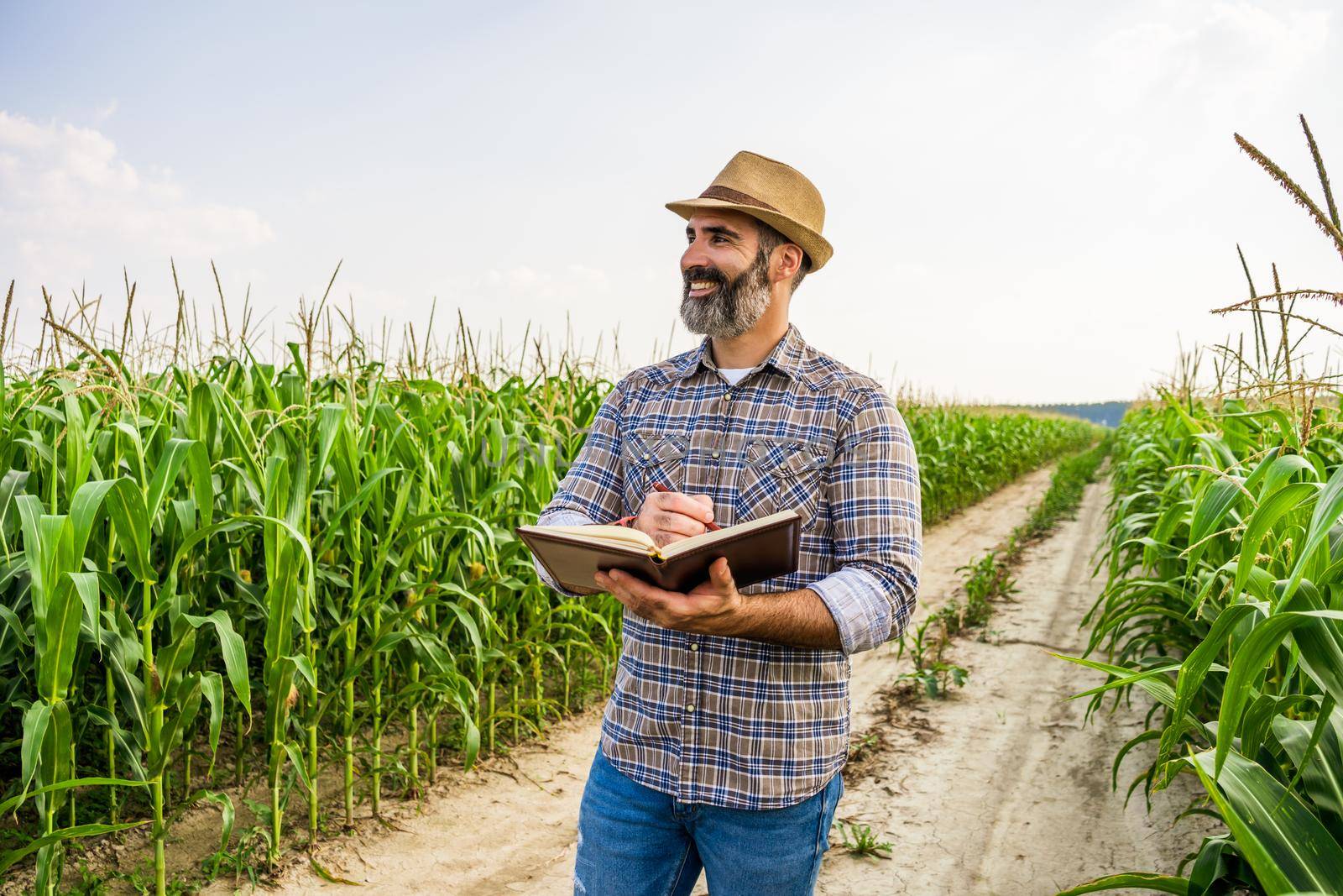 Agronomist is standing in growing corn field. He is examining corn crops after successful sowing.