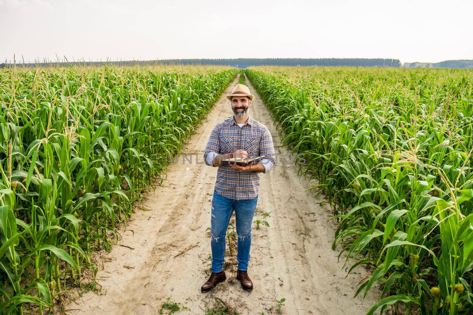 Agronomist is standing in growing corn field. He is examining corn crops after successful sowing.