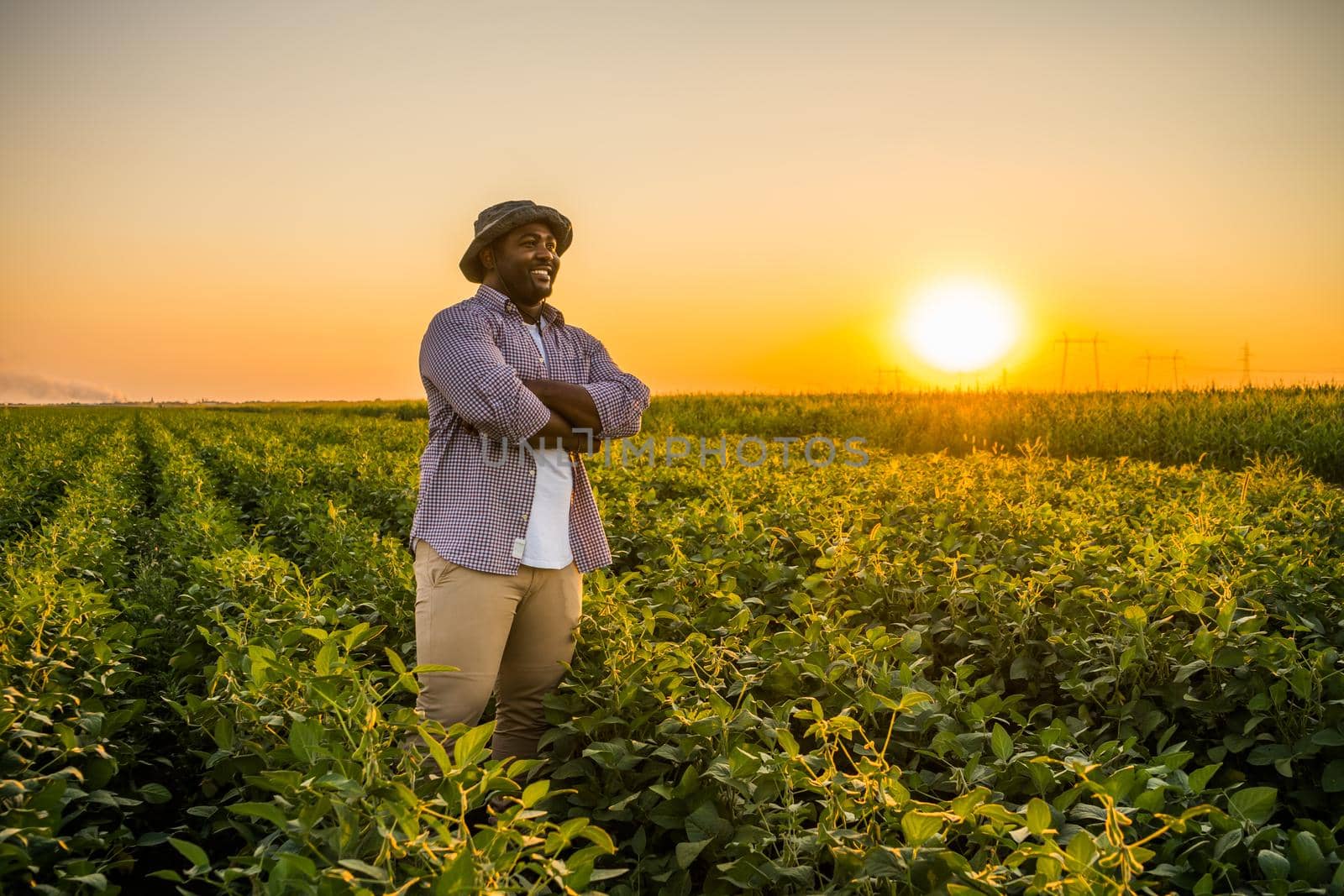 Farmer is standing in his growing soybean field. He is satisfied because of good progress of plants.