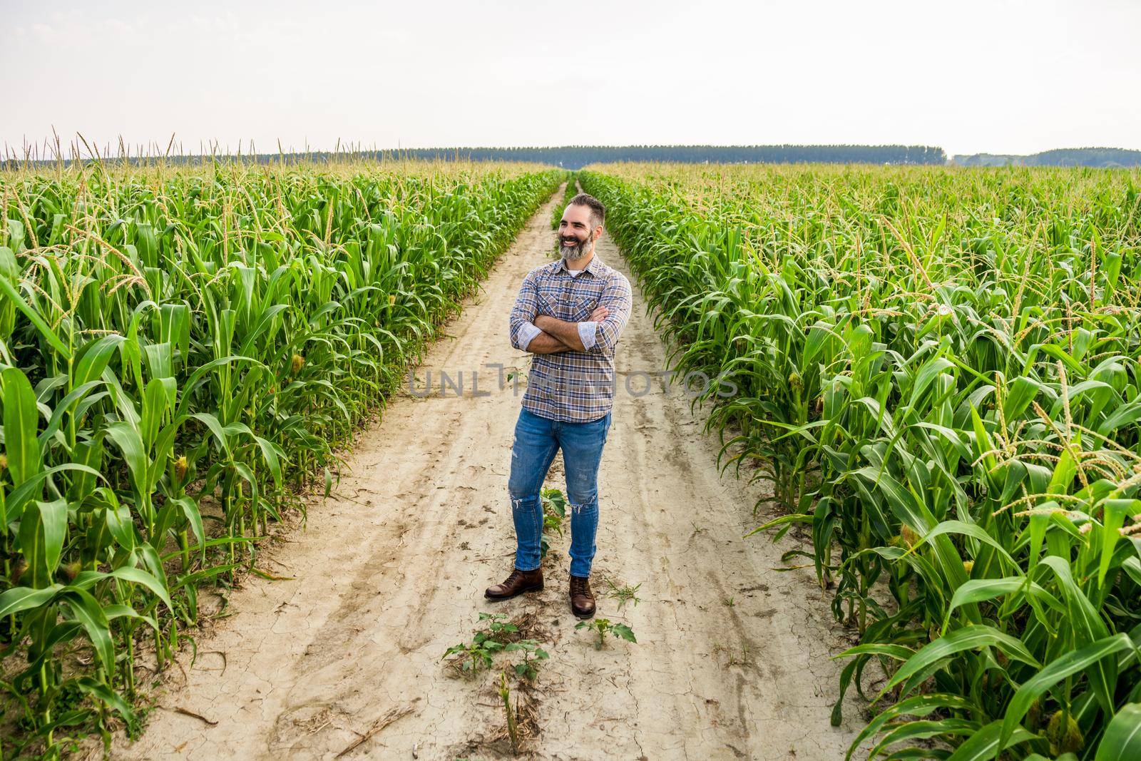 Proud farmer is standing in his growing corn field. He is satisfied because of successful season.