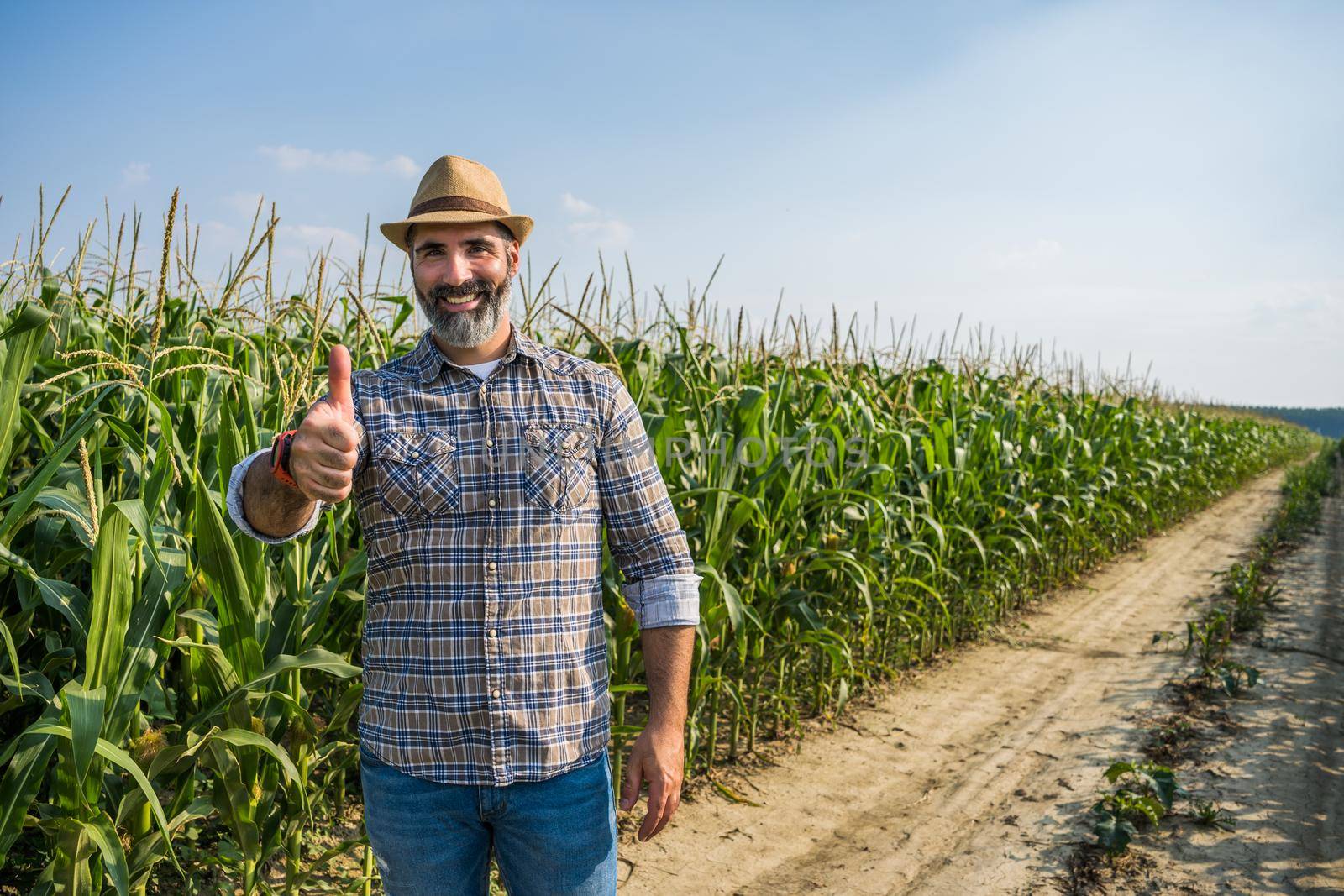 Proud farmer is standing in his growing corn field. He is satisfied because of successful season.