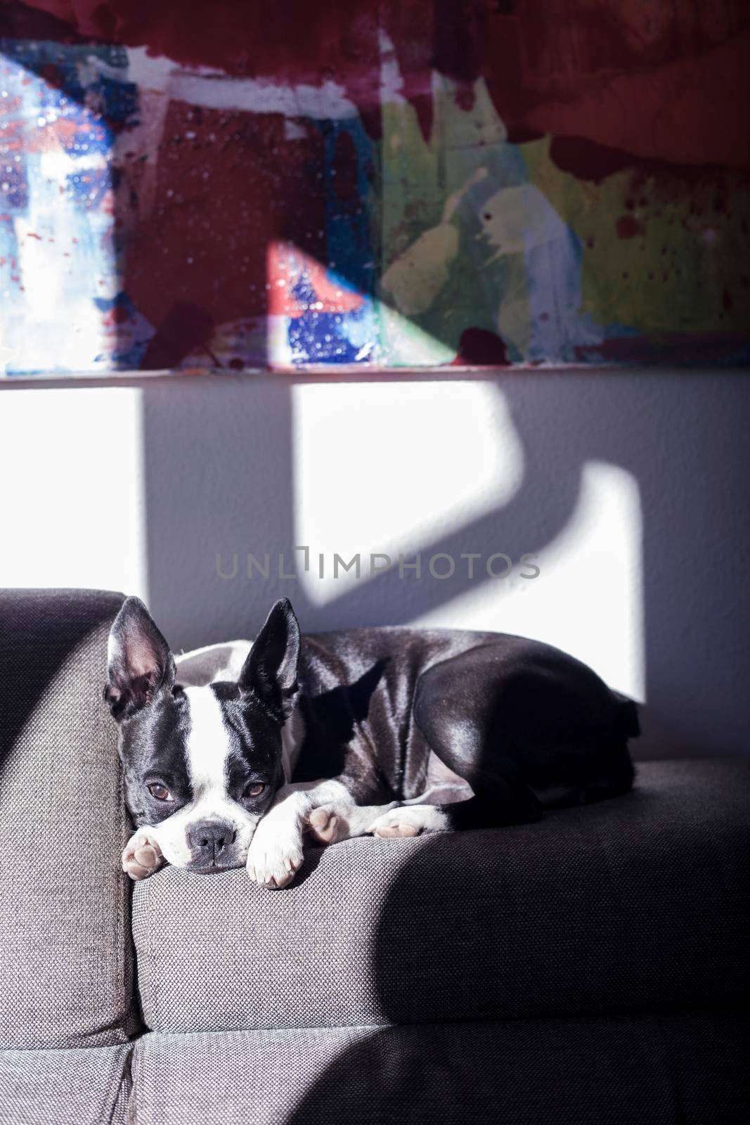 The dog Boston terrier sleeping on the sofa by bepsimage