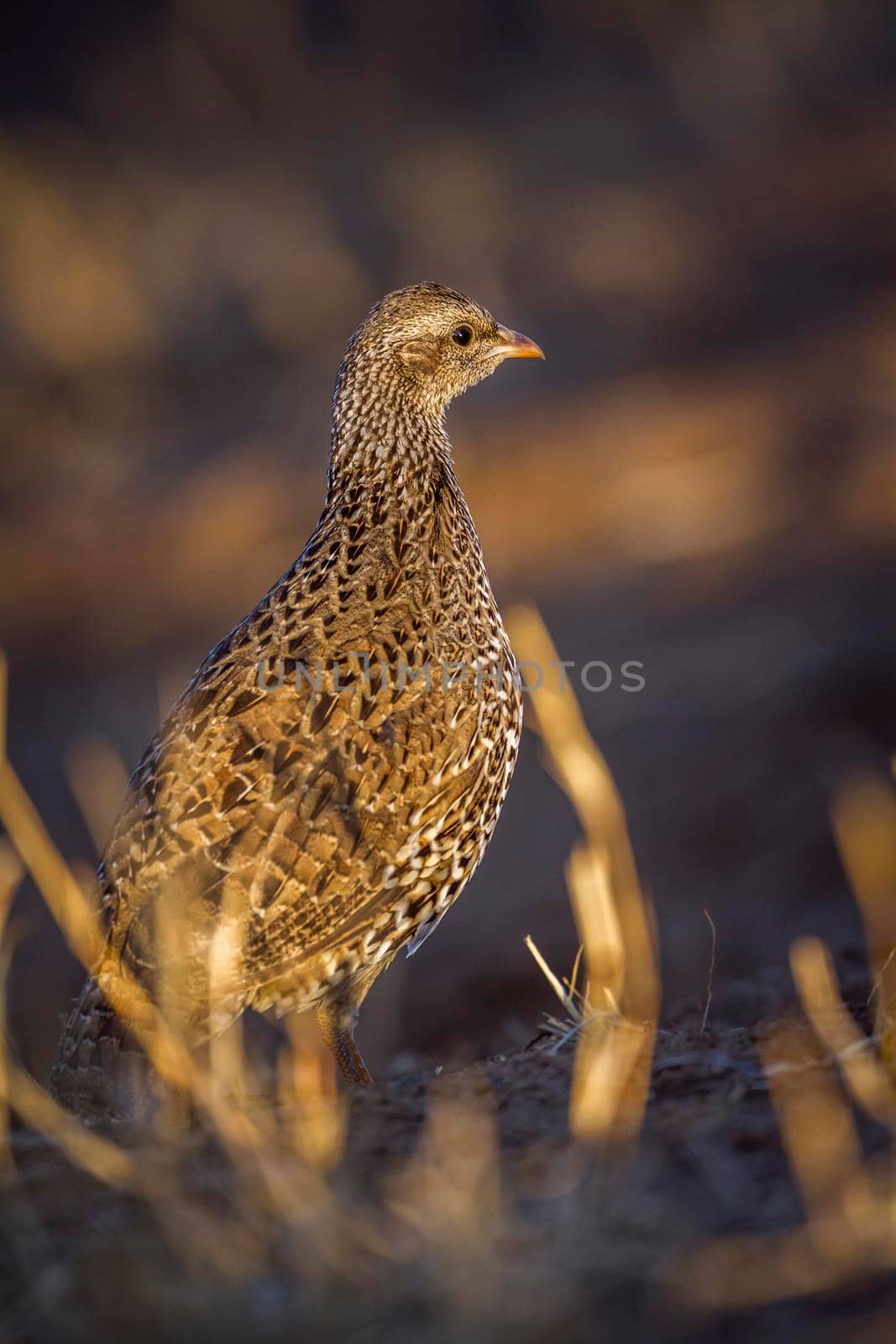 Natal francolin in Kruger National park, South Africa ; Specie Pternistis natalensis family of Phasianidae