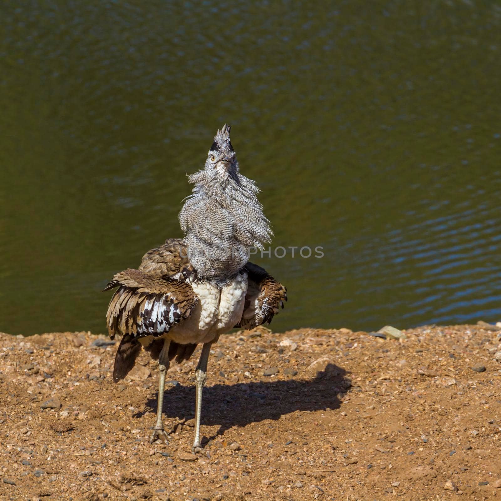 Kori bustard in Kruger National park, South Africa by PACOCOMO