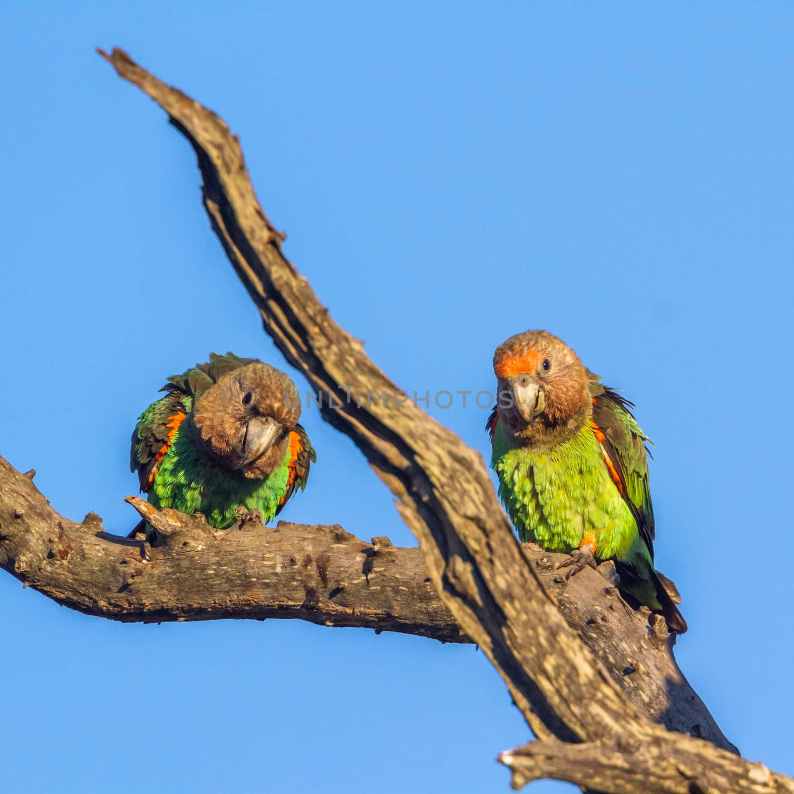 Cape Parrot in Kruger National park, South Africa ; Specie Poicephalus robustus family of Psittacidae