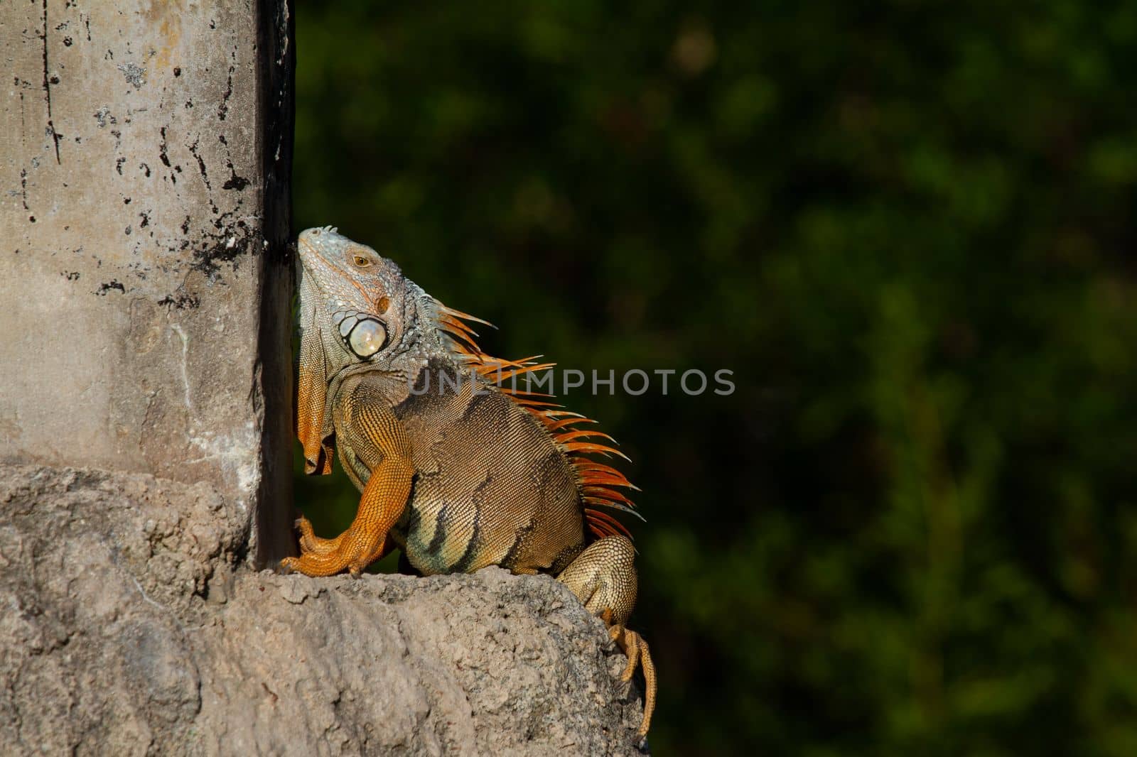 An exotic green iguana or Iguana Iguana basking in the Florida sunlight, Key West, United States