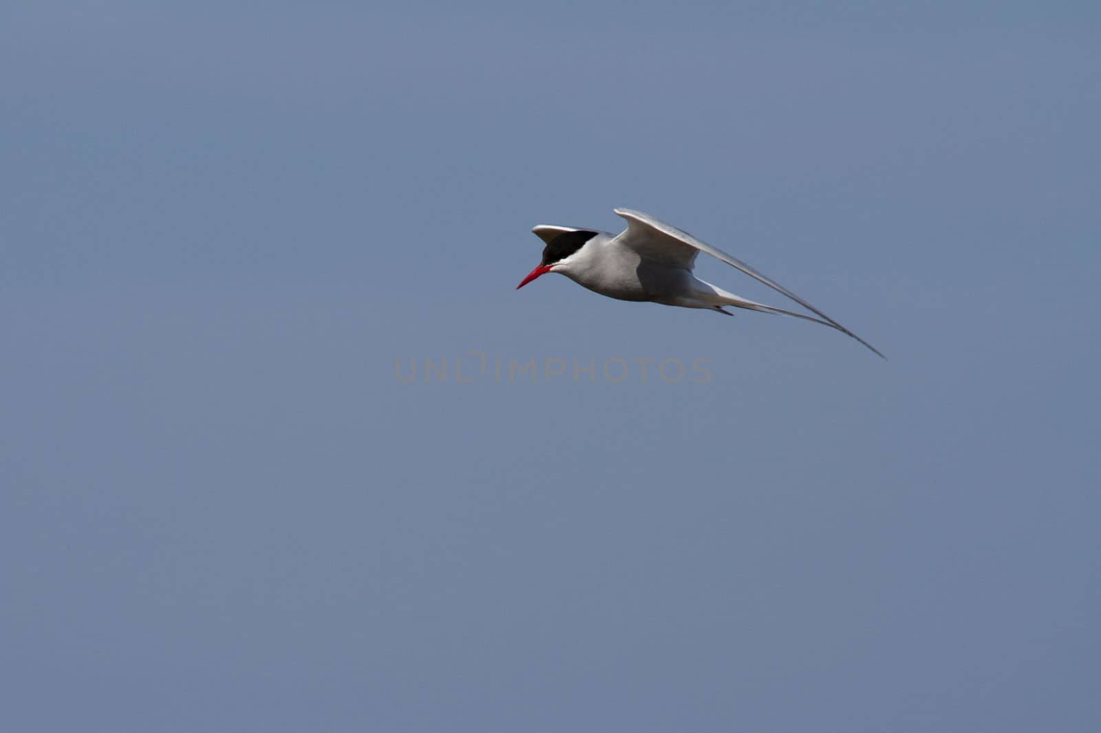 Arctic tern in flight with wings spread out and blue skies in the background by Granchinho