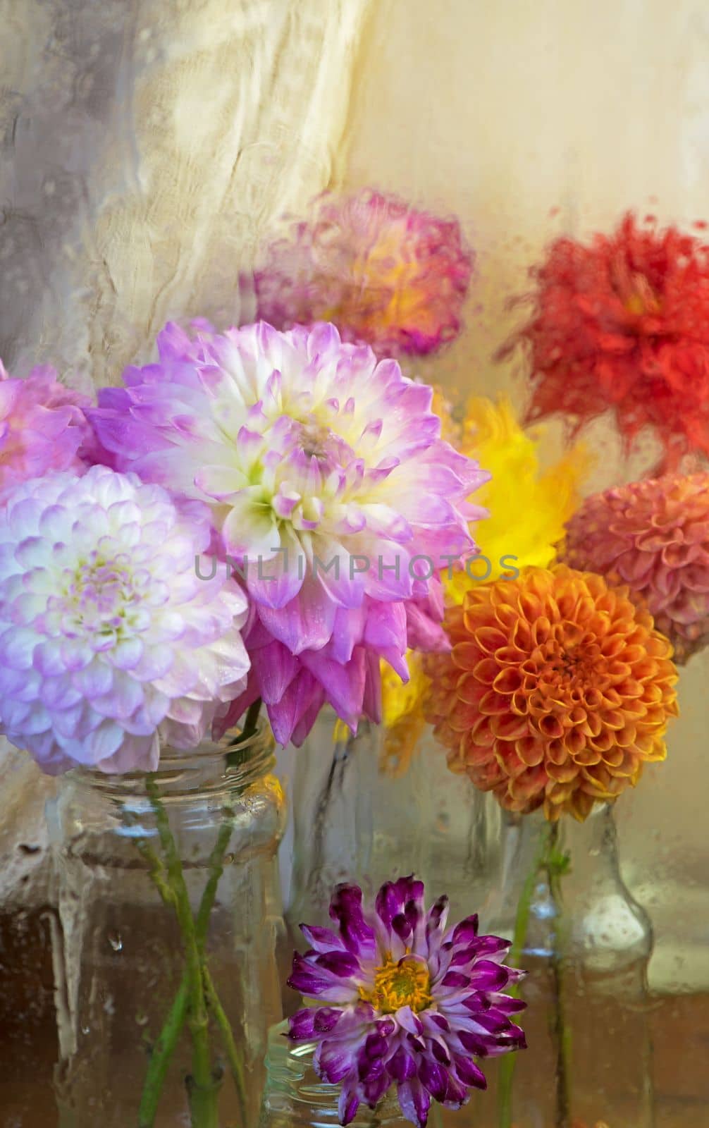 Dahlias in glasses on a wooden table. View through wet rainy windowPInk white Dahlia flowers, top view. Colorful dahlia flowers mix wallpaper background. by aprilphoto