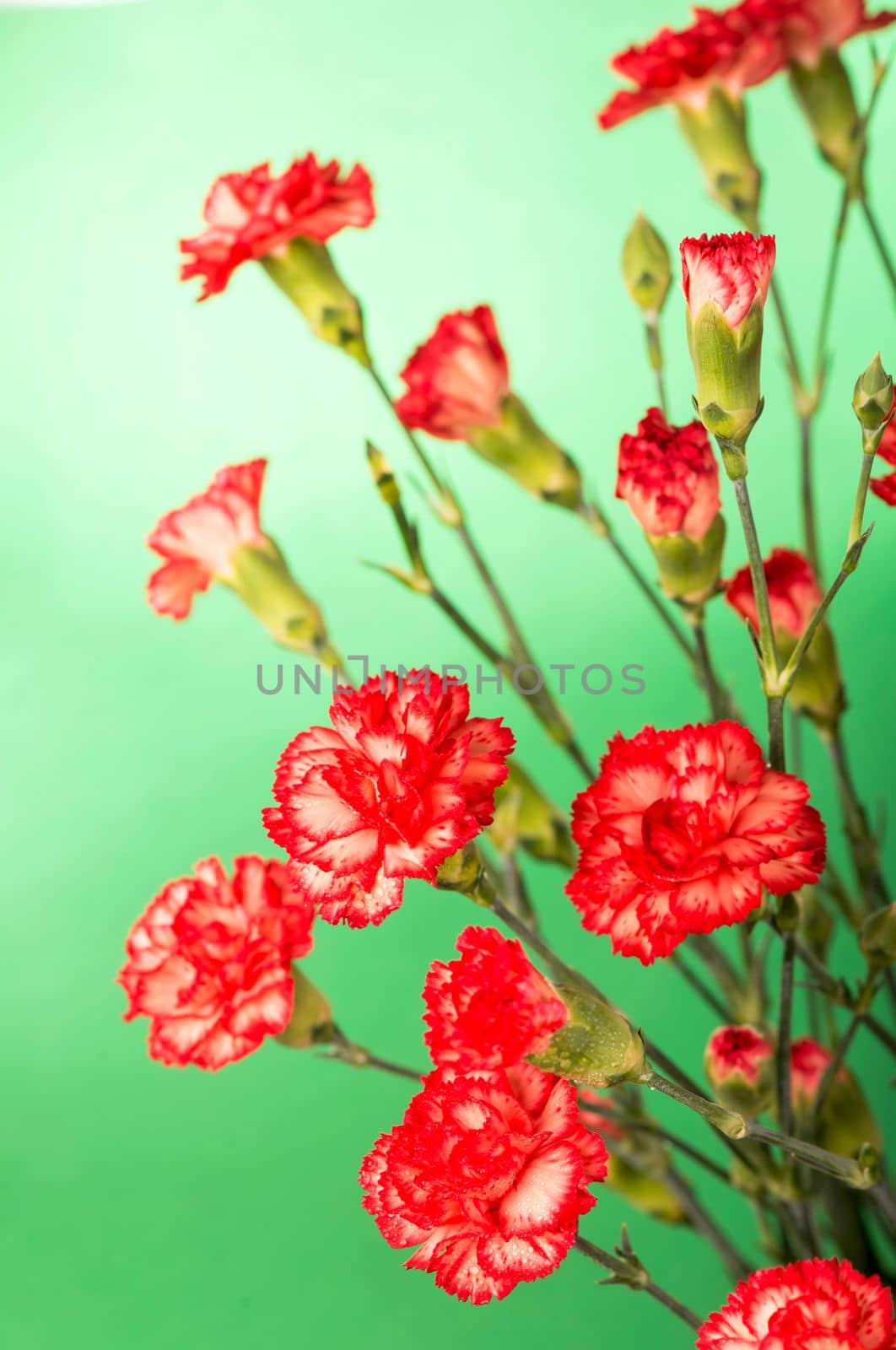 Blank card with carnation flowers. Red carnation flowers isolated on green background by aprilphoto