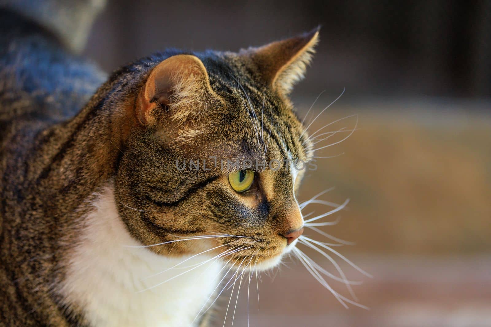 Cat with intense gaze and yellow eyes looks to the right. High quality photo