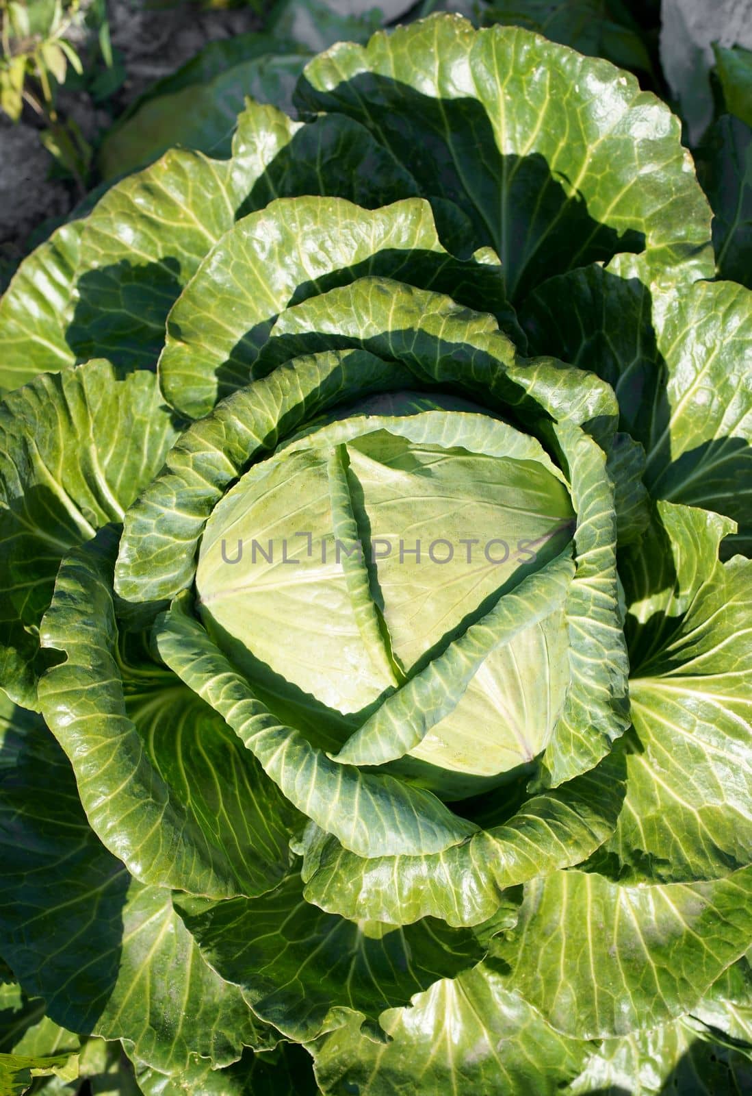 Close up view of white cabbage head with green leaves growing in vegetable garden. Organic food theme. by aprilphoto