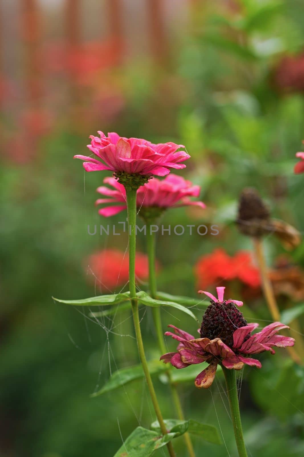 Autumn, floral background. Large dense bush with autumn flowers. A beautiful bush grows in the garden. Beautiful bushes of flowers are covered with autumn cobwebs in a flower bed near the house. by aprilphoto